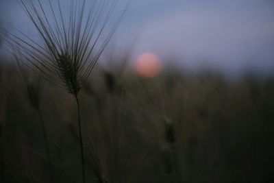 Close-up of plants growing on field at sunset