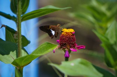 Close-up of honey bee on flower in park