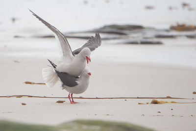 Seagull flying over beach