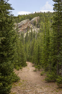 Footpath amidst trees in forest