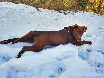 Dog on snow field