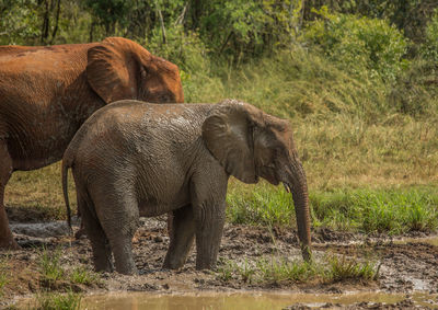 Side view of elephant in the forest