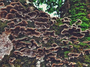 Close-up of mushroom growing on field
