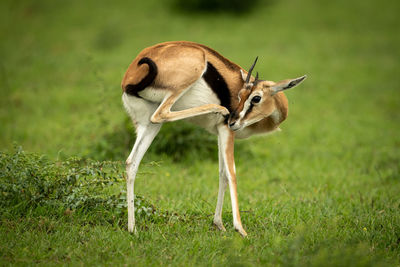 Thomson gazelle stands in grass scratching nose