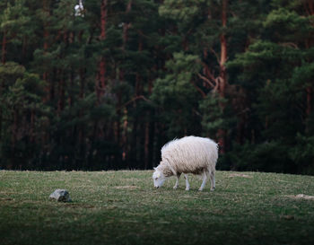 Sheep grazing on field