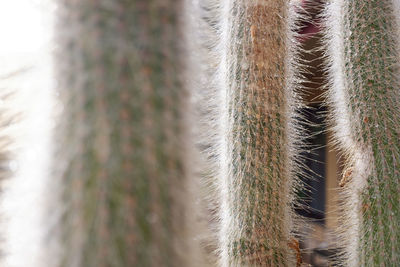 Close-up of succulent plant