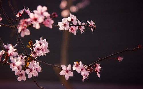 Close-up of pink flowers on branch