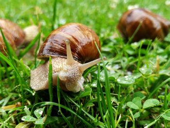 Close-up of snail on grass