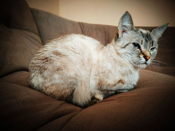 Close-up of cat resting on sofa at home