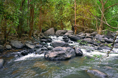 Stream flowing through rocks in forest