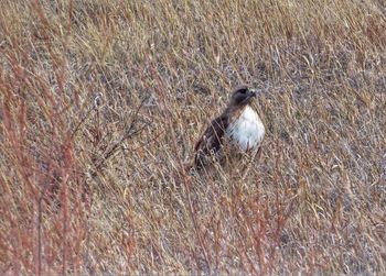 High angle view of bird perching on shore