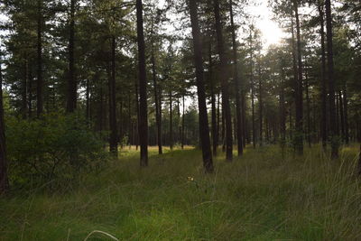 Trees in forest