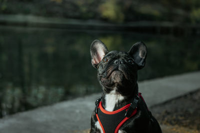 Portrait of a dog