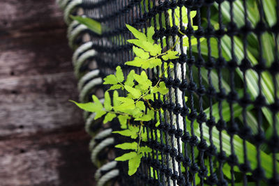 Close-up of fern leaves against wall