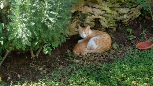 Cat in farm