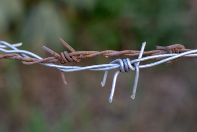 Close-up of barbed wire on twig