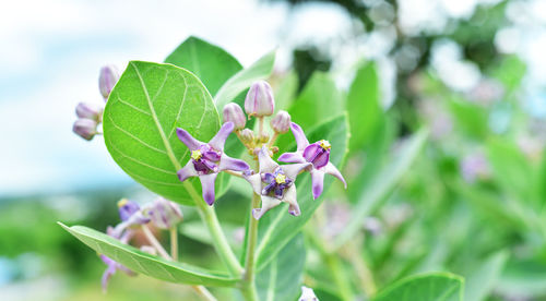 Close-up of pink flowering plant