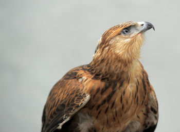 Close-up of a bird looking away