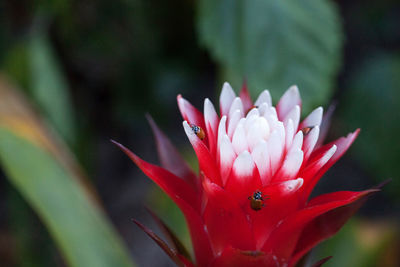 Red and white bromeliad flower with a convergent lady beetle called ladybug hippodamia convergens