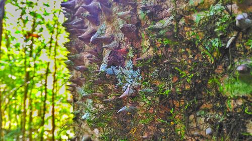 Close-up of tree trunk in forest