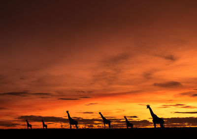 The beauty of an african sunrise  never gets old, made perfect by the giraffes on the horizon.