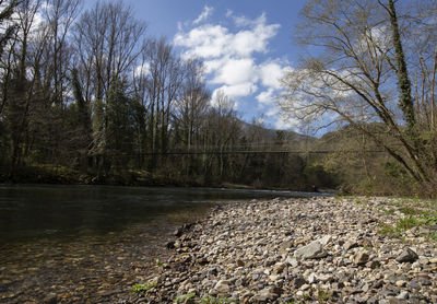 Scenic view of river amidst trees in forest against sky