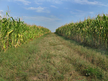 Plants growing on field against sky