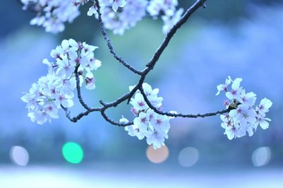 Close-up of cherry blossoms in spring