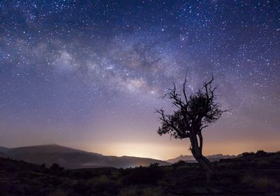 Silhouette tree against sky at night