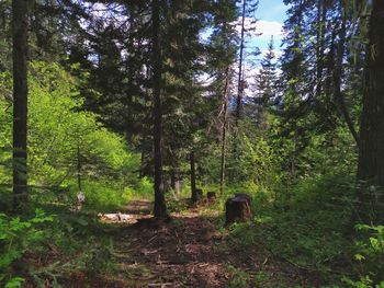 Trees in forest