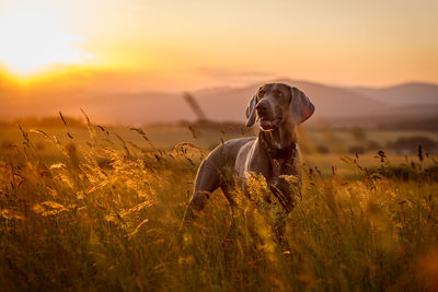 Dog on field during sunset