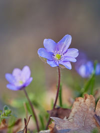 Close-up of purple flowering plant