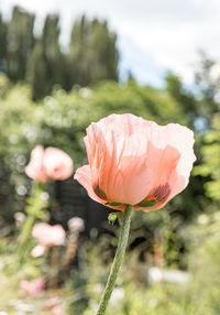 Close-up of pink poppy flower