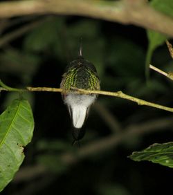 Close-up of leaves