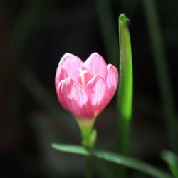 Close-up of pink flower