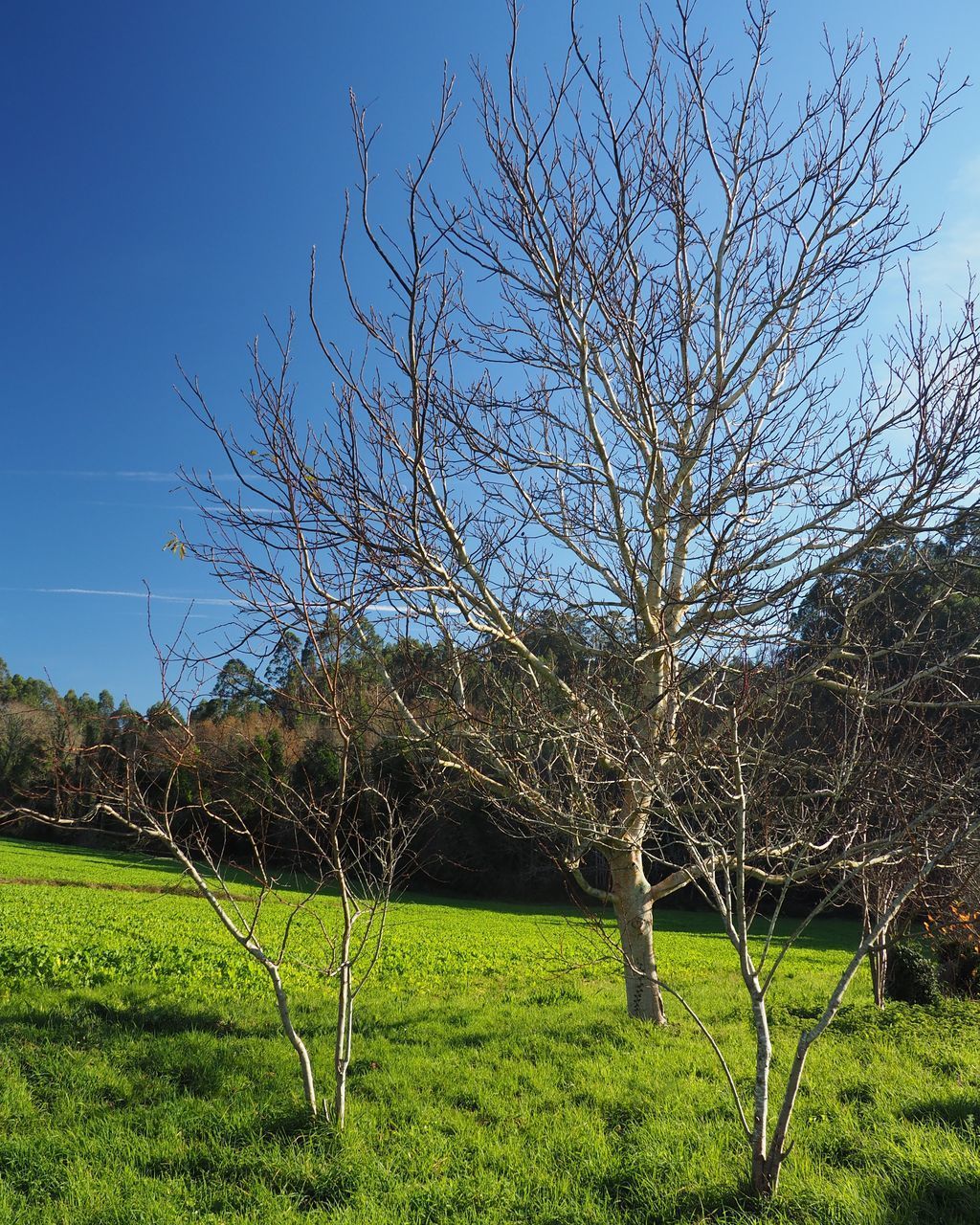 BARE TREES ON FIELD AGAINST CLEAR SKY