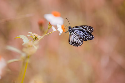 Close-up of butterfly pollinating on flower