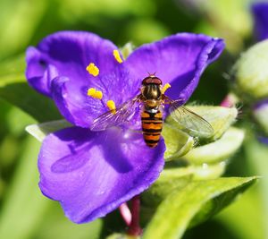 Close-up of bee pollinating on purple flower