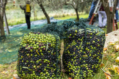 Close-up of fruits growing on field