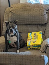 Portrait of dog sitting on sofa