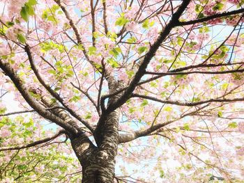 Low angle view of flower tree against sky