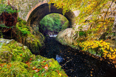 Arch bridge over stream amidst trees