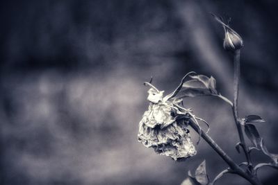 Close-up of wilted plant