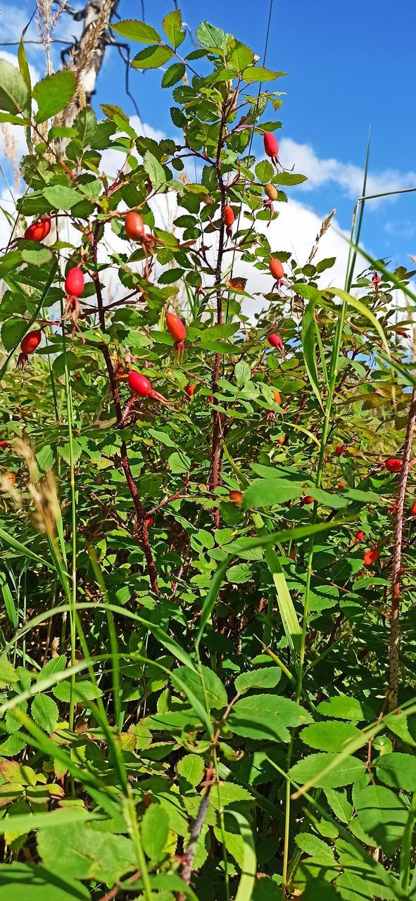 CLOSE-UP OF FRUITS GROWING ON PLANT