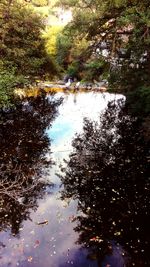 Reflection of trees in water