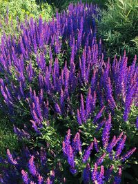 High angle view of purple flowering plants on field