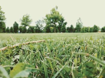 Close-up of grass in field against sky