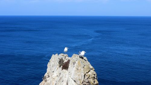 Seagull on rock by sea against blue sky