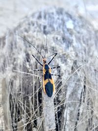 Close-up of insect on spider web