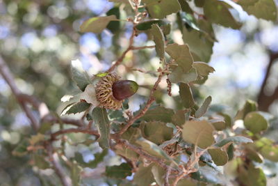 Low angle view of flowering plant